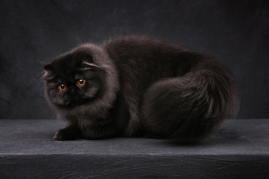 摄影师详解如何拍摄黑色宠物