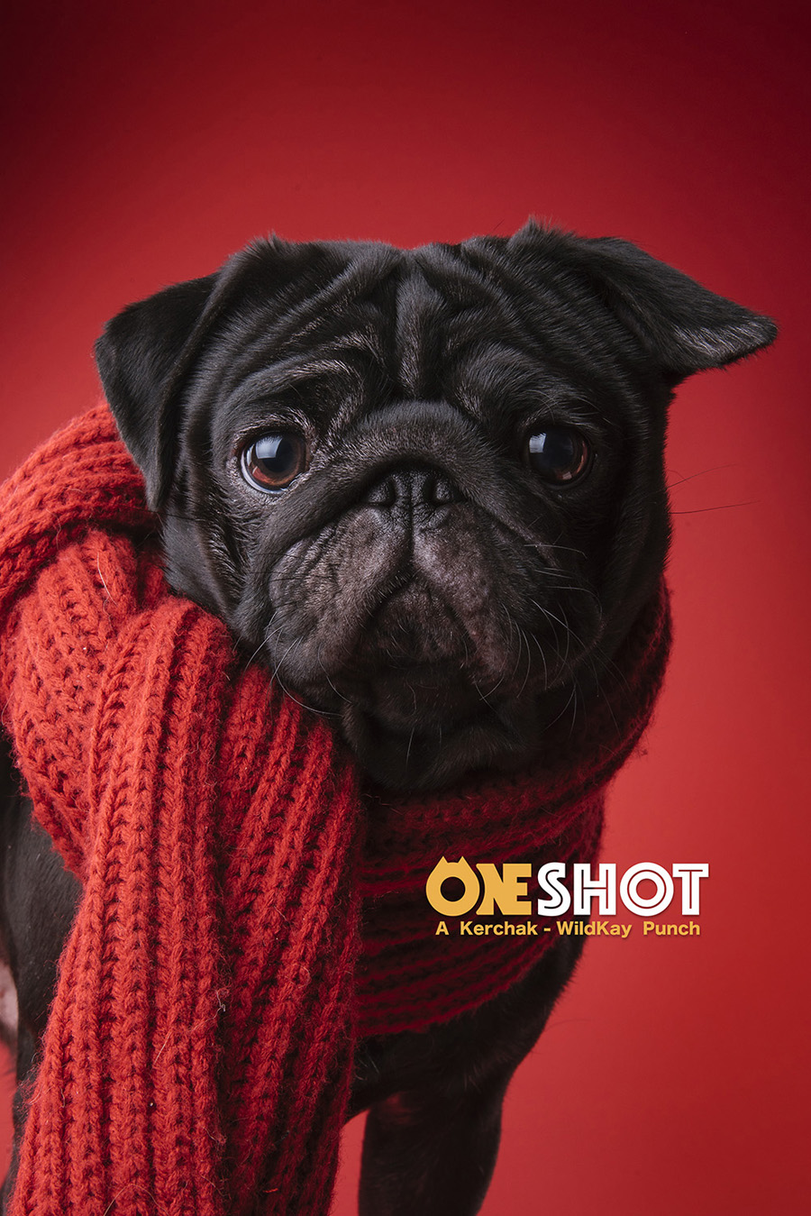 摄影师详解如何拍摄黑色宠物