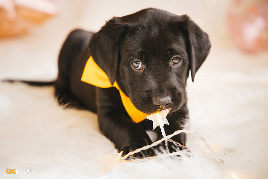 摄影师详解如何拍摄黑色宠物