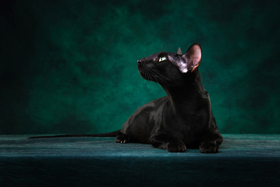 摄影师详解如何拍摄黑色宠物