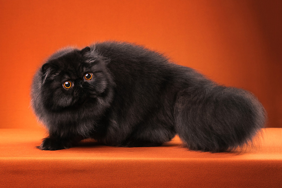 摄影师详解如何拍摄黑色宠物