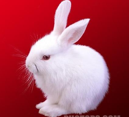 巧用Photoshop CS3黑白命令抠出可爱的白色小兔子